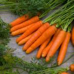 Potagères - Carotte Nantaise Améliorée 3 - face recto